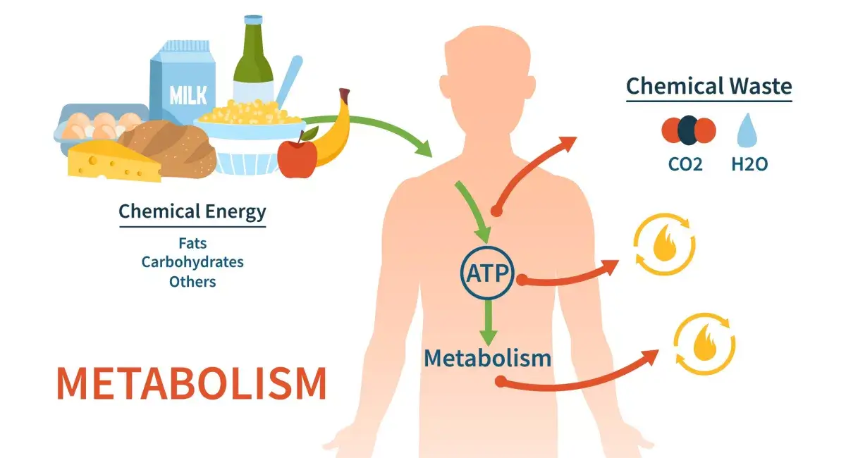 Metabolism